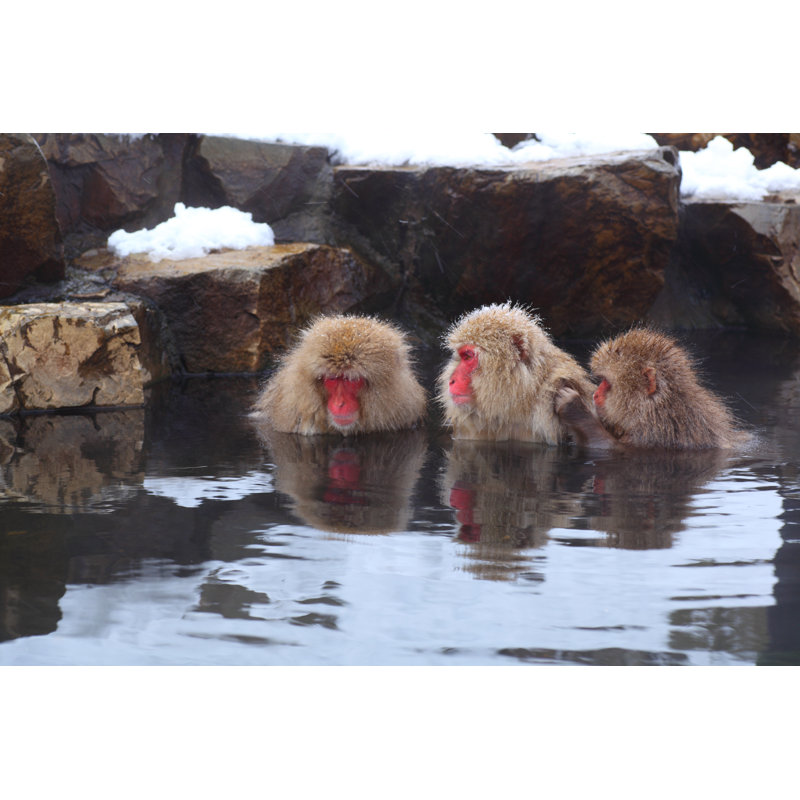 Snow Monkey - Wrapped Canvas Print, 81cm H x 122cm W