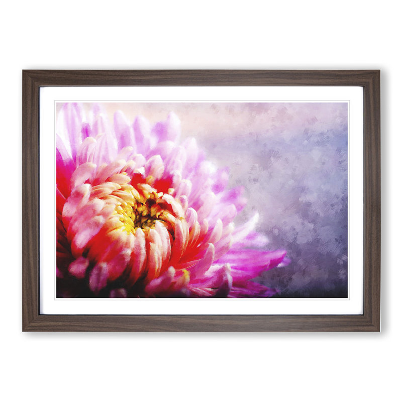 Pink Chrysanthemum Flower - Framed Print, Walnut Framed, 36cm H x 48cm W x 2cm D