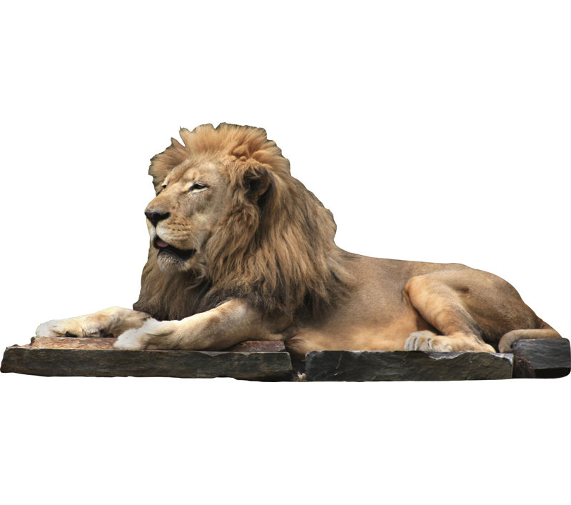 Décalcomanie murale lion, H 27 po x l 60 po