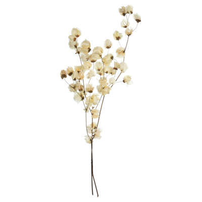 Preserved Cara Blossom Arrangement