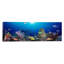 «School of Fish Natation in the Sea», reproduction de photo sur toile tendue-19971095-72240681