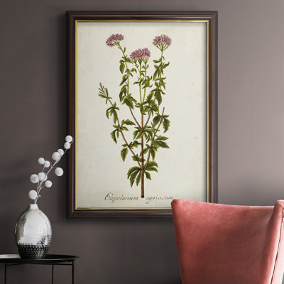 «Antique Herb Botanical I», peinture sur toile encadrée