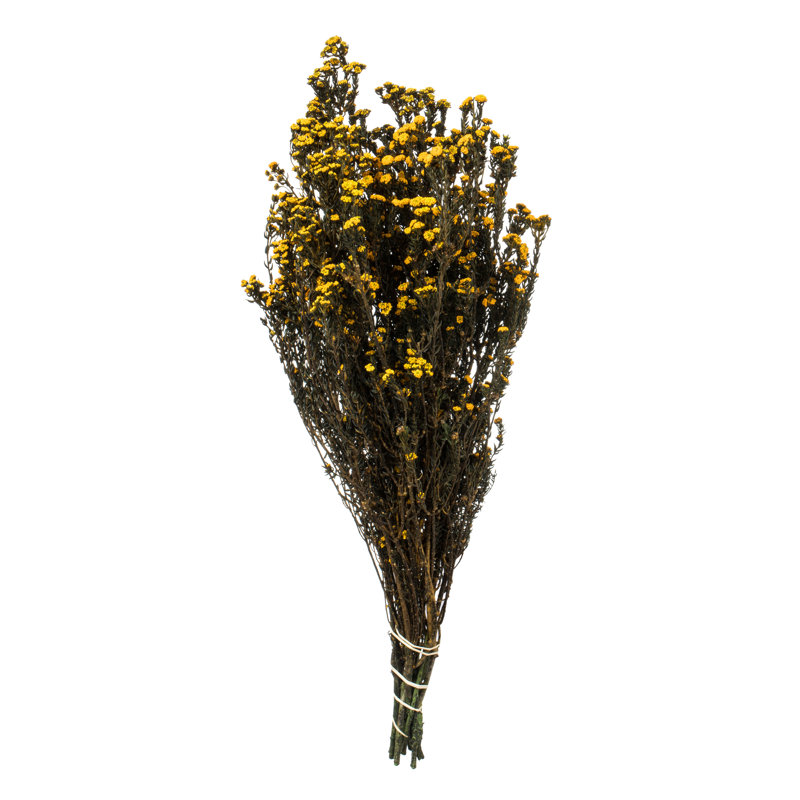 Eliseo 12-22" Natural Phylica Bundle, Preserved, Aspen Gold