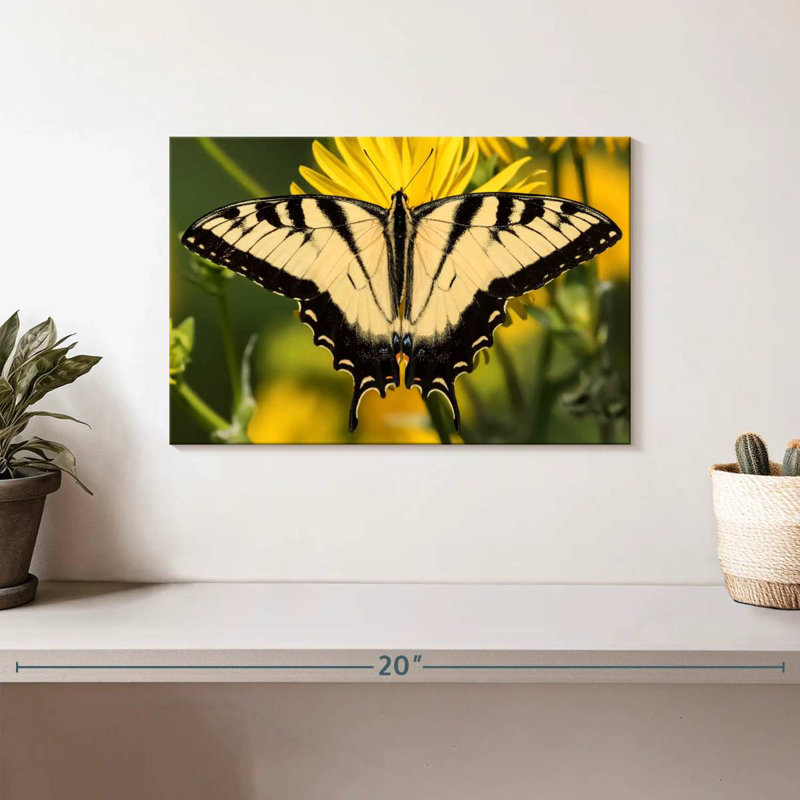 Machaon perché, H 8 po x l 12 po