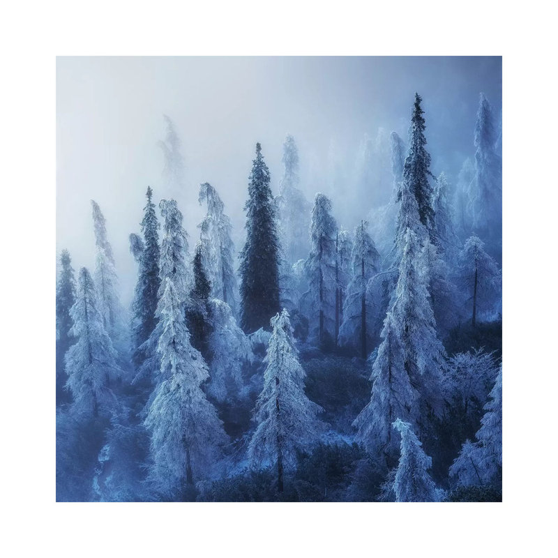 Enchanted Forest - Wrapped Canvas Print, 30.48 cm H x 30.48 cm W