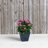 Alaunah Pot Planter-856830644-840690749