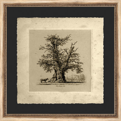 The Shelton Oak Painting