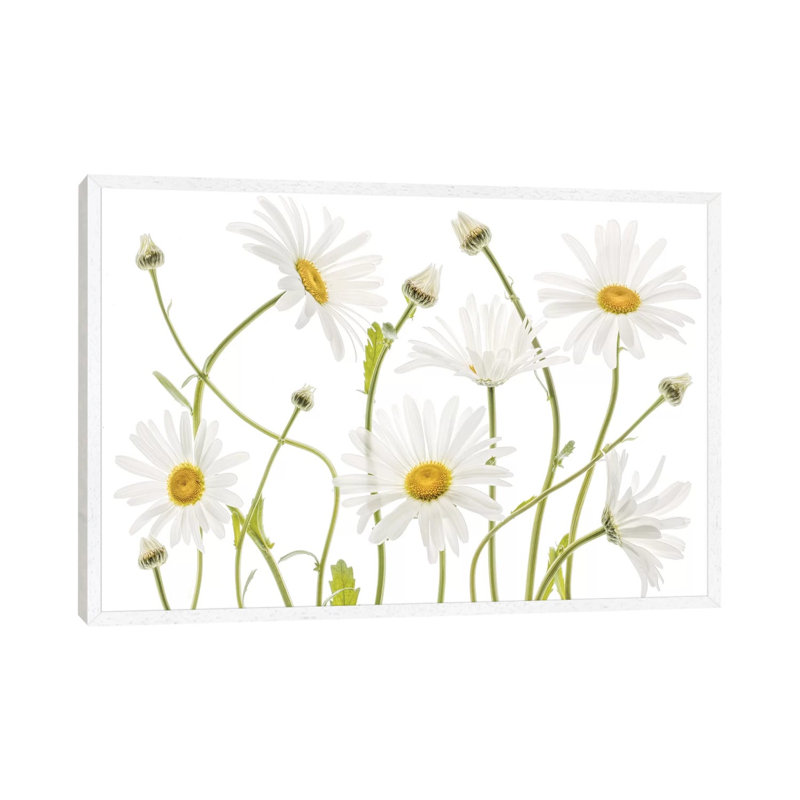 Ox Eye Daisies by Mandy Disher - Print on Canvas, 45.72cm H x 66.04cm W x 3.81cm D, White Framed