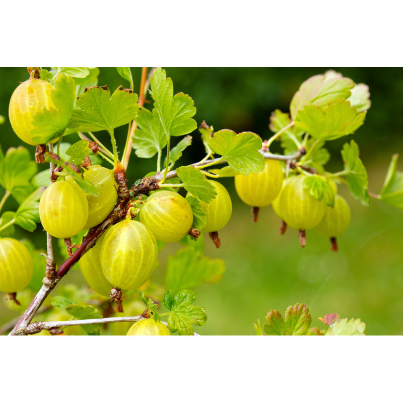 Grows Ripe Gooseberries On A Branch. by Swkunst - Wrapped Canvas Print, 51cm H x 76cm W