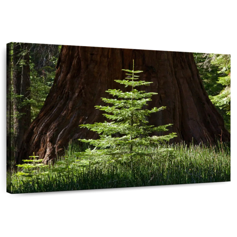 Séquoia Harnek dans le parc national de Yosemite, H 26 po x l 39 po