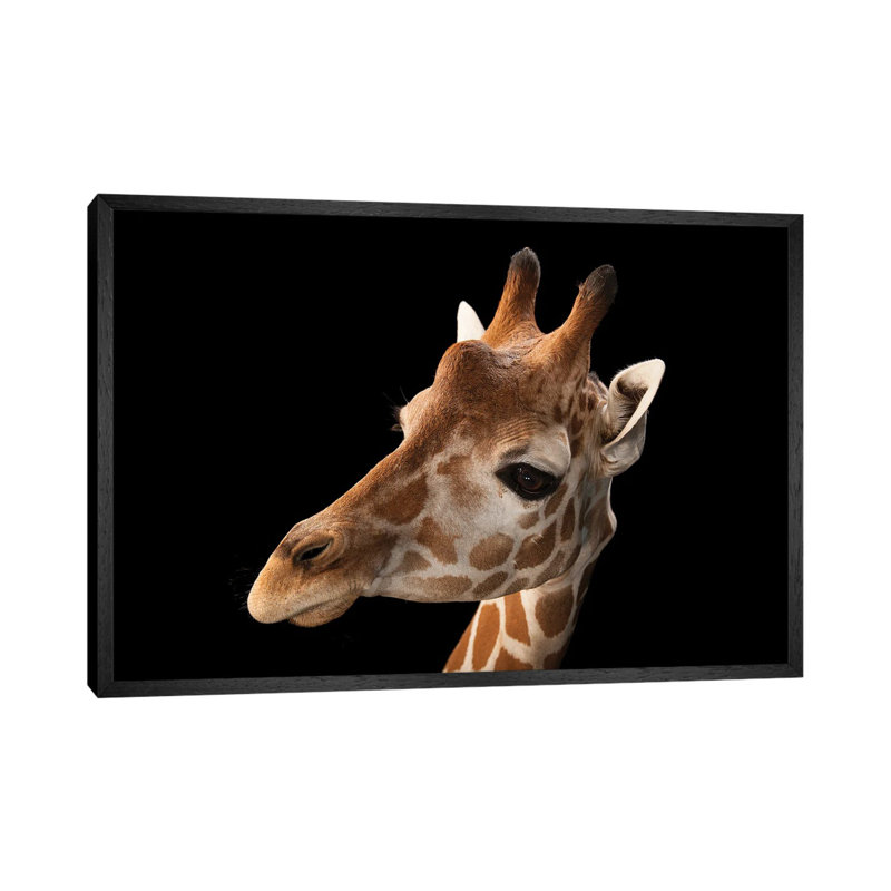 A Vulnerable Reticulated Giraffe At The Gladys Porter Zoo by Joel Sartore - Gallery-Wrapped Canvas Giclée on Canvas