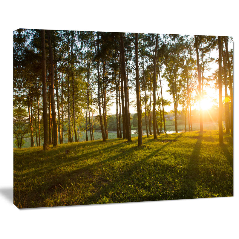 «Bright Sunlight in Dense Forest», reproduction de photo sur toile tendue, H 12 po x l 20 po