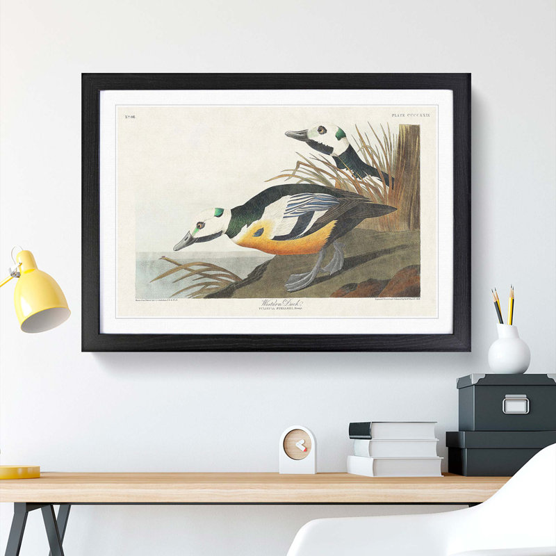 Western Ducks by John James Audubon - Framed Print, Black Framed, 27cm H x 36cm W x 2cm D