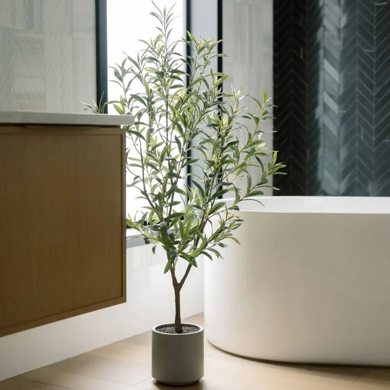 Olive sans fruit 4 'en pot