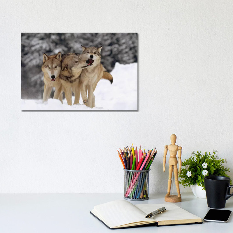 Timber Wolf Trio Playing In Snow, Montana by Tim Fitzharris - Wrapped Canvas Print, 20.32 cm H x 30.48 cm W