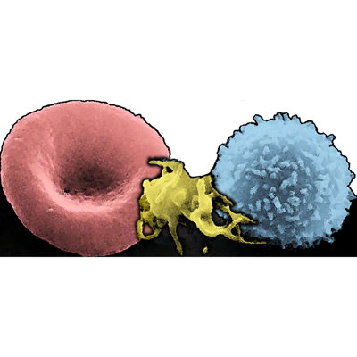 Blood Cells Cardboard Standup