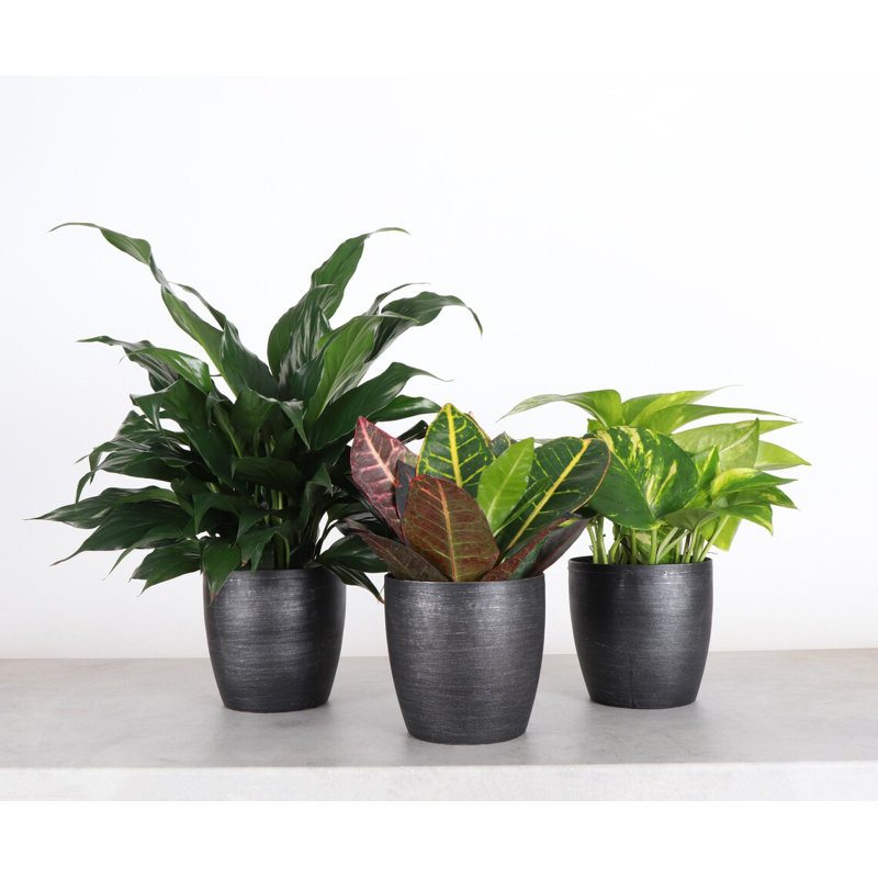 Plant in Pot, Black