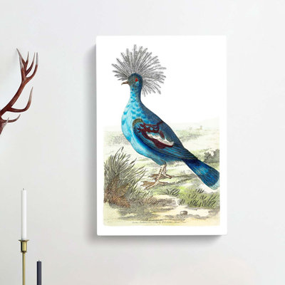 Crowned Pigeon by George Shaw - Wrapped Canvas