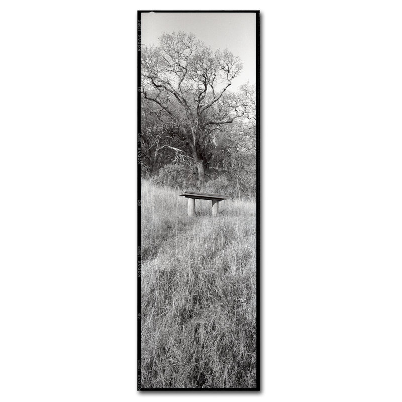 Alan Blaustein «Novato Oak», reproduction de photo sur toile tendue, H 32 po x l 10 po x P 2 po