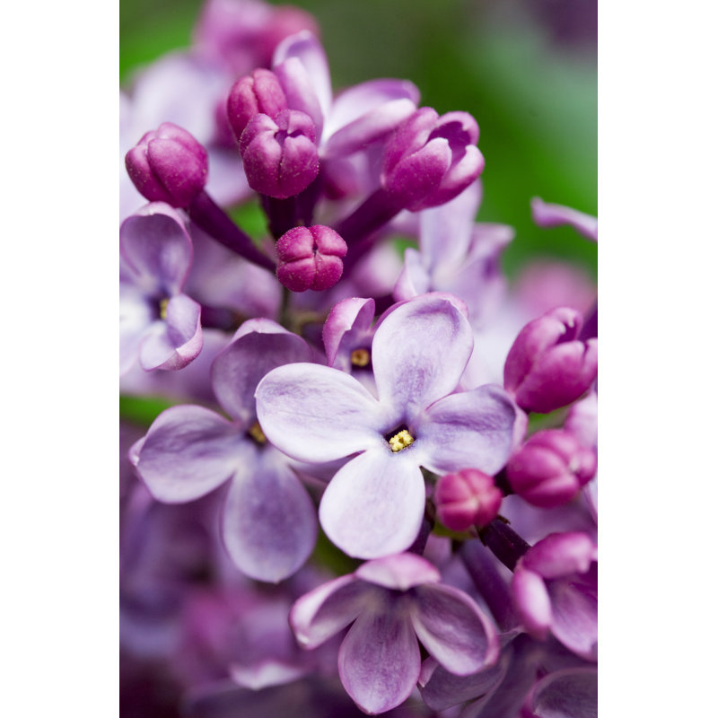 Lilac - Wrapped Canvas Print, 91cm H x 61cm W x 3.8cm D