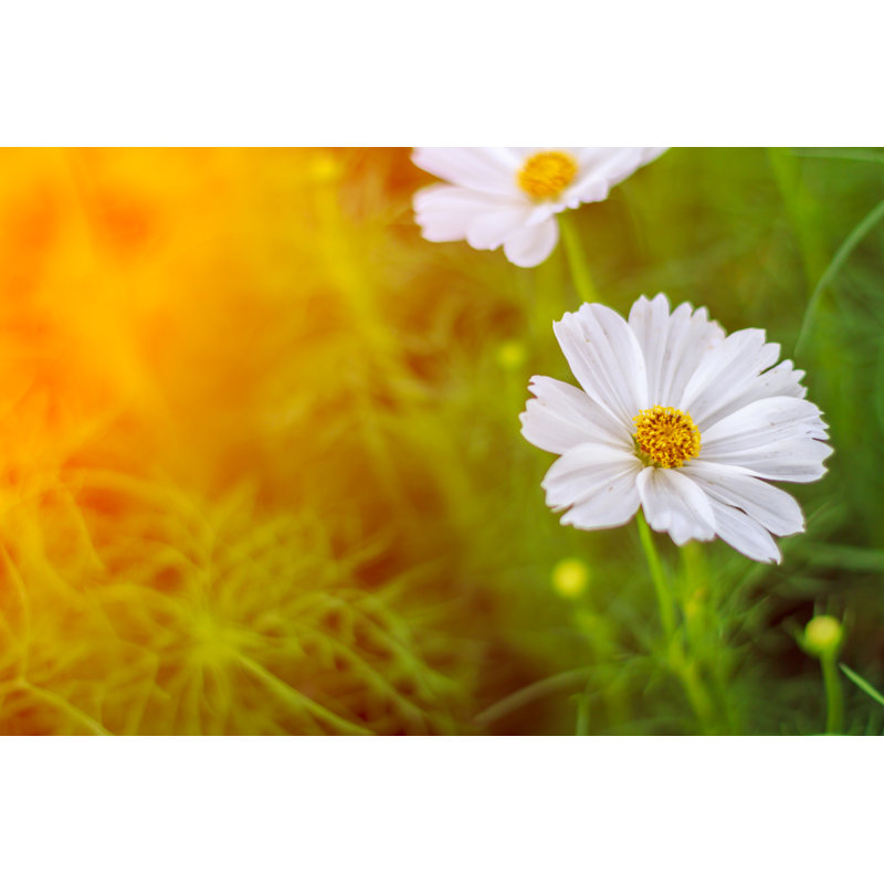 Lasala Wild Flowers In Sunrise - Wrapped Canvas Print, 30cm H x 46cm W 3.8cm D