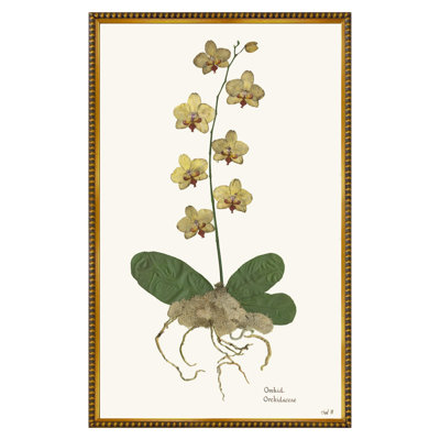 Orchid II Print