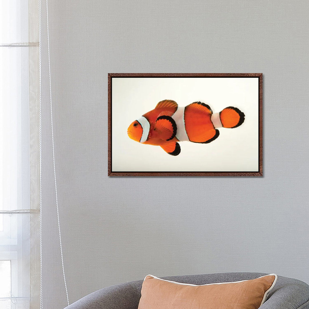 A Peacock Clownfish At The Miller Park Zoo In Bloomington, Il by Joel Sartore - Gallery-Wrapped Canvas Giclée on Canvas