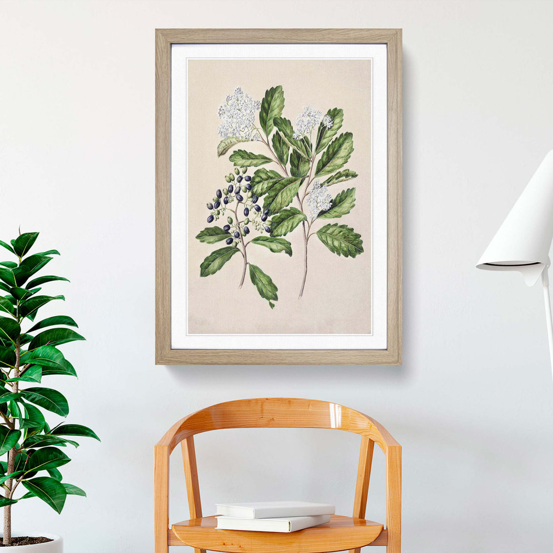 Kaikomako Flowers by Sarah Featon - Framed Print