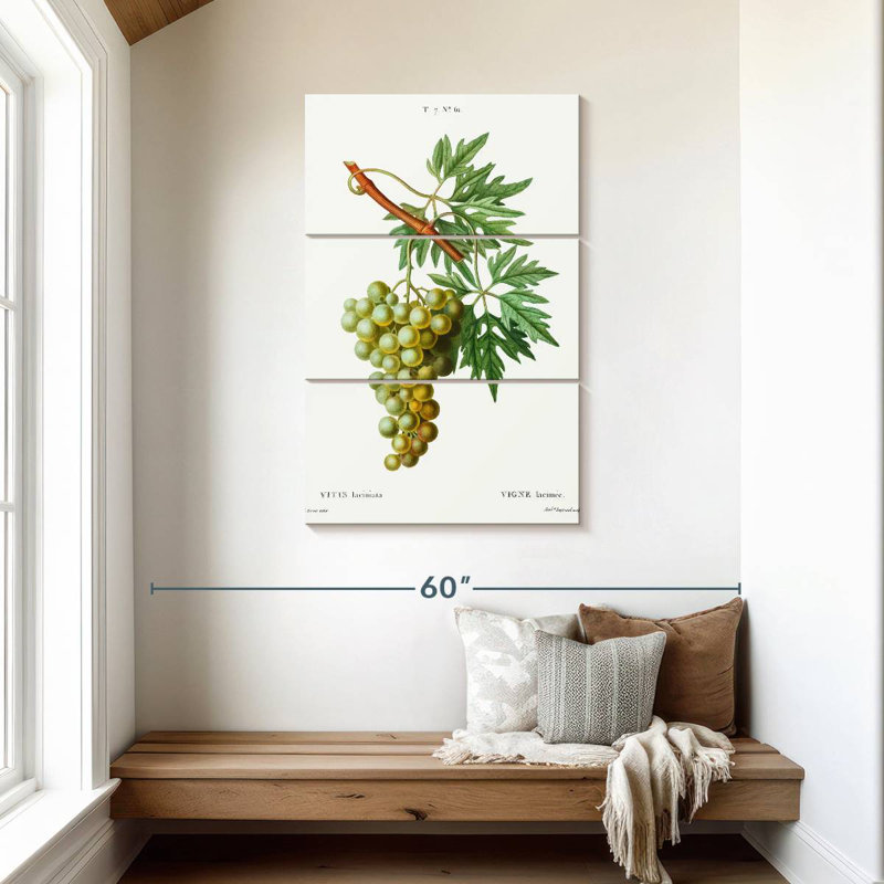 Yarlin Grape Vine - Vitis Laciniata, 45" H x 28" W