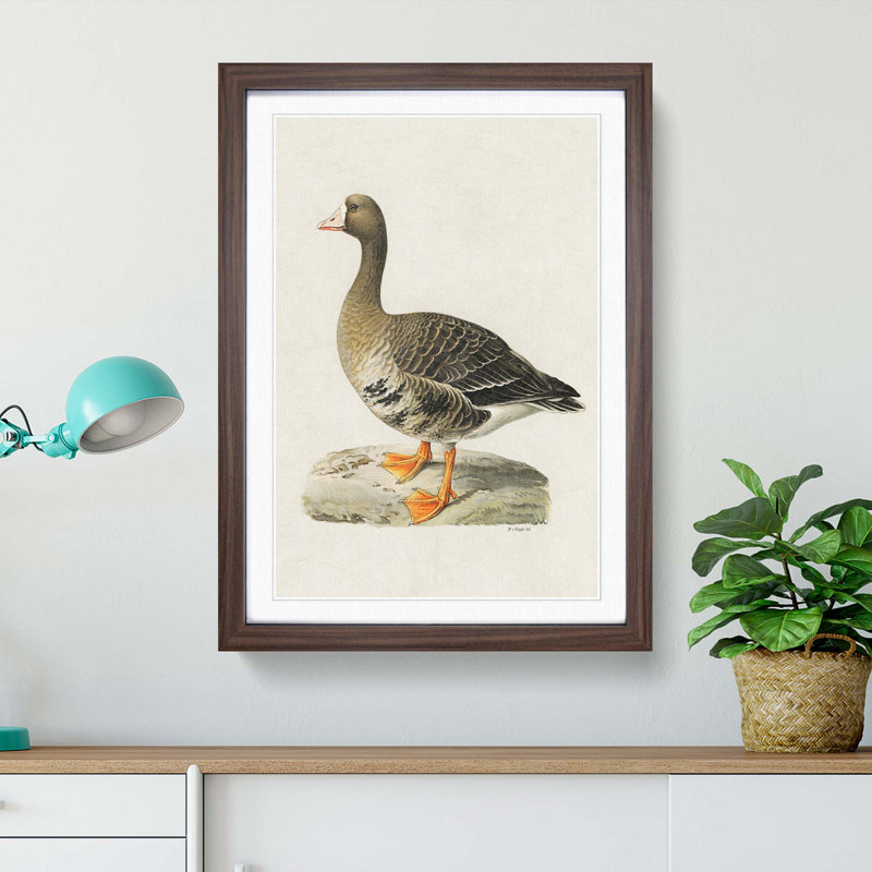 White-Fronted Goose by Von Wright - Framed Print, Walnut, 50cm H x 35cm W x 2cm D
