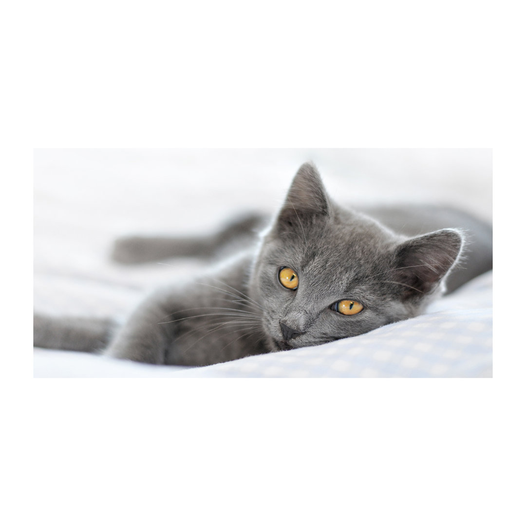 Grey Cat - Unframed Art Prints on Canvas