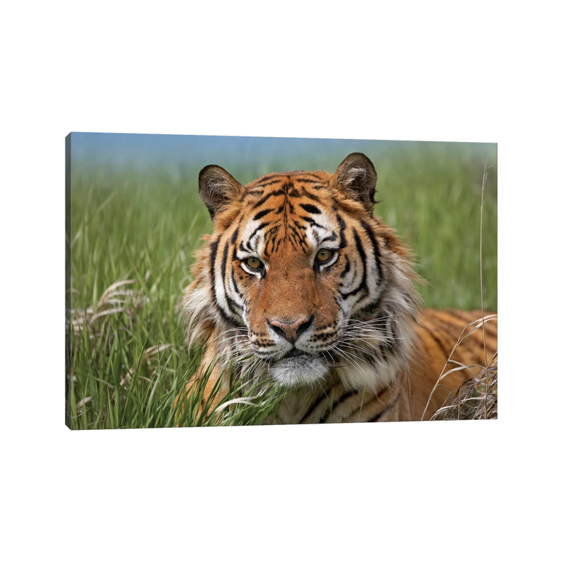 Siberian Tiger Portrait, Endangered, Native To Siberia II by Tim Fitzharris - Wrapped Canvas Print, 152.5 cm H x 101.5 cm W