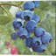 «Blueberries» par Stellar Design Studio, art sur toile (ensemble de 4)