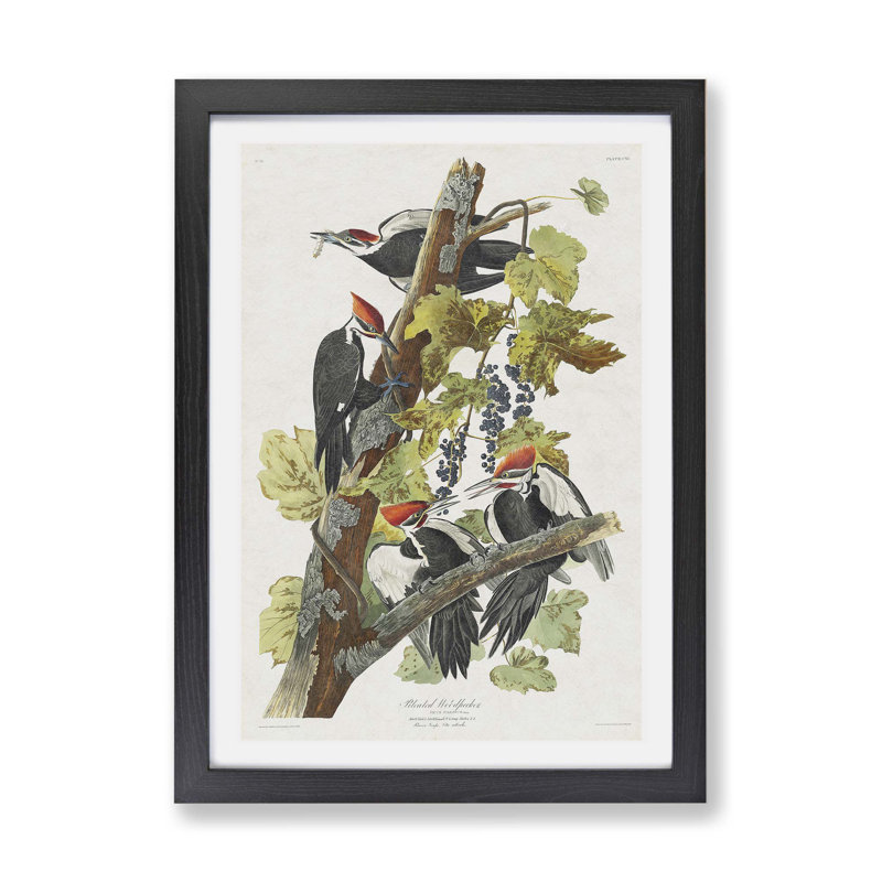 Pileated Woodpeckers by John James Audubon - Framed Print, Black, 45cm H x 63cm W x 2cm D