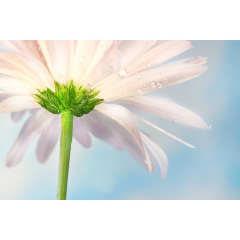 Pink Daisy by Sandralise - Wrapped Canvas Print, 81cm H x 122cm W