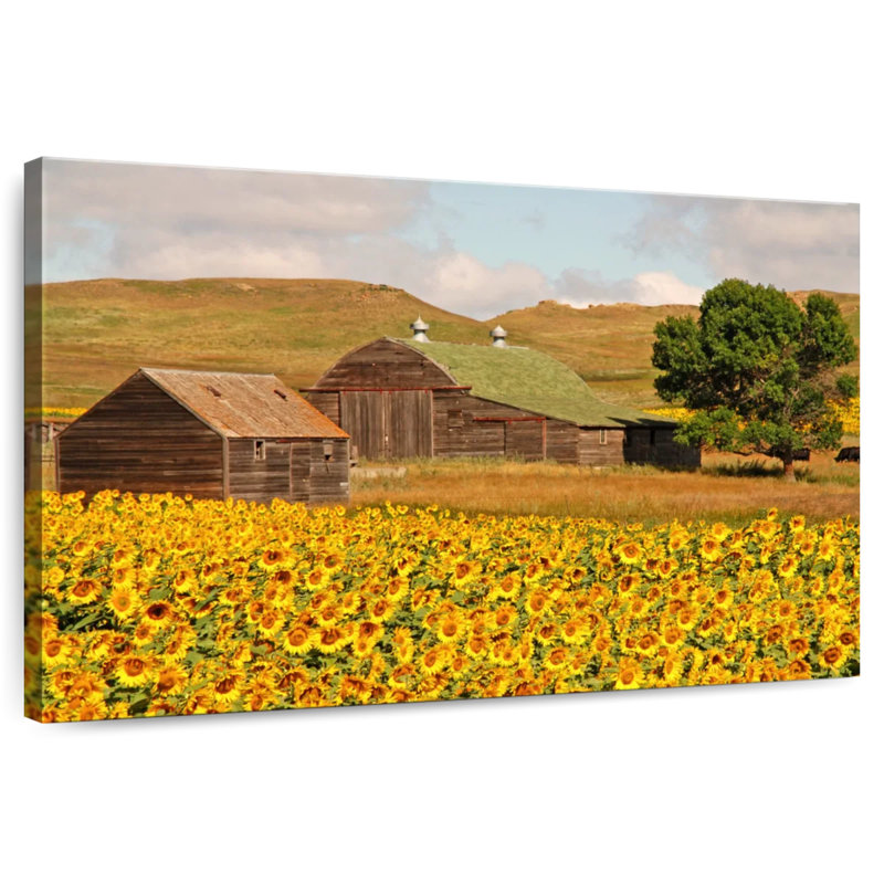 Champ de tournesols Alvord, H 26 po x l 39 po