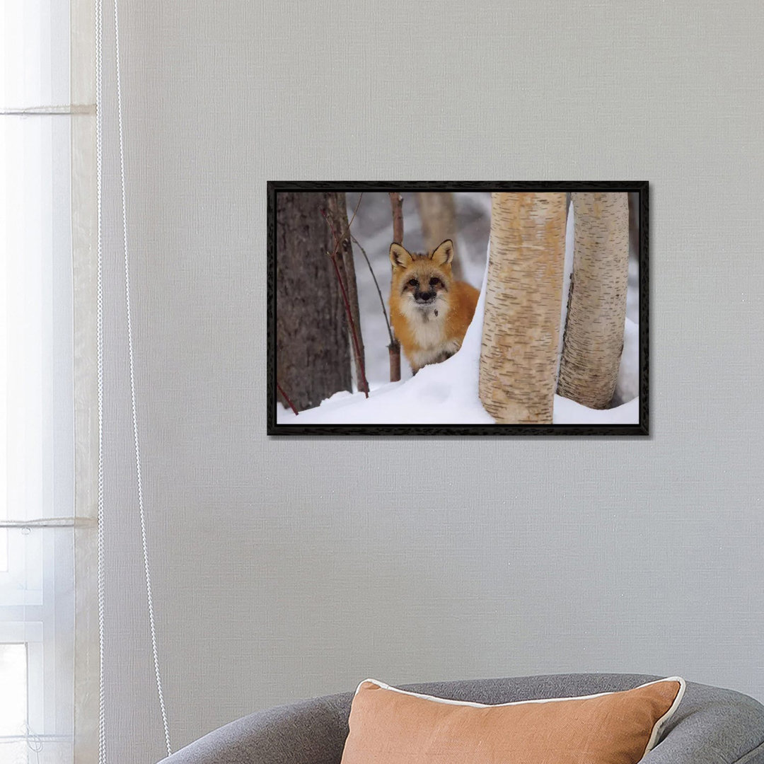 Red Fox Looking Out From Behind Trees In A Snowy Forest, Montana von Tim Fitzharris - Gallery-Wrapped Canvas Giclée on C...