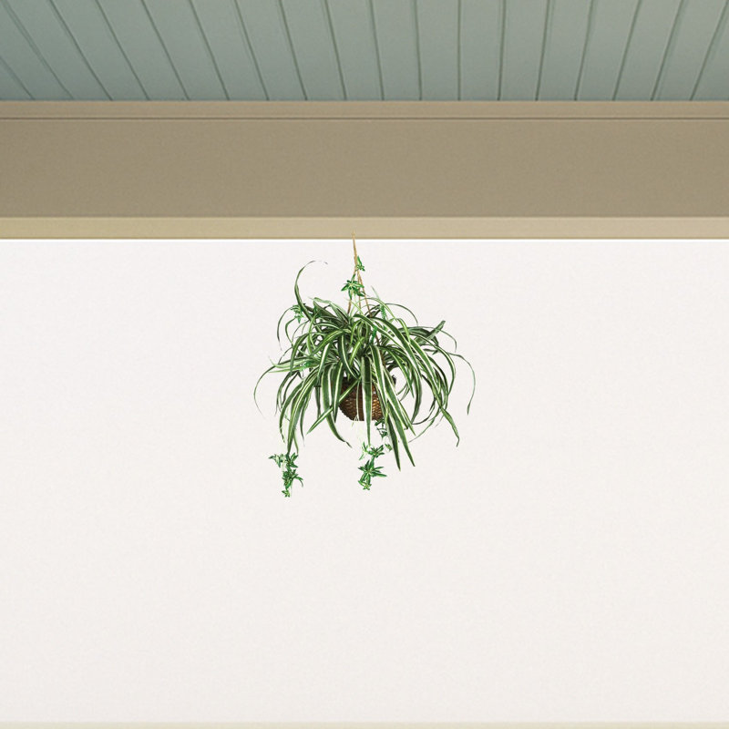 Plante en soie Spider