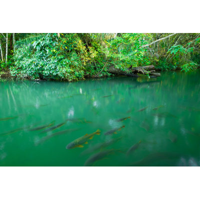 The Golden Fish 1 Piece Wall Art on Canvas