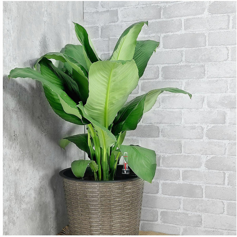 Pot à fleurs décoratif en osier 13,4 "pour l'intérieur et l'extérieur - Rond - Naturel, H 12 po x l 13 po x P 13 po, Naturel
