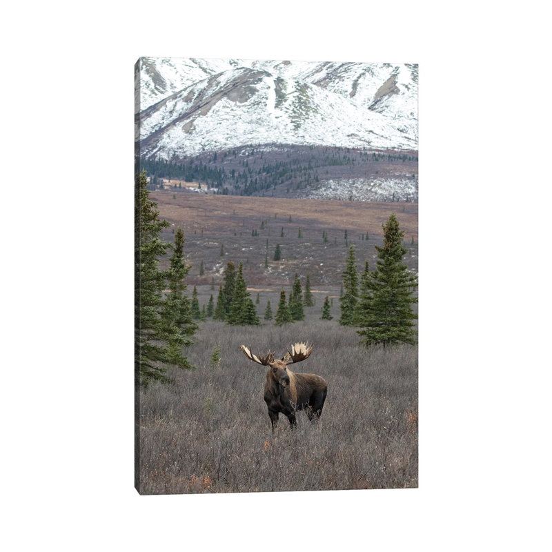 Denali Moose With Snow by Eric Fisher - Wrapped Canvas Gallery-Wrapped Canvas Giclée, 66.04 cm H x 45.72 cm W x 3.175 cm D