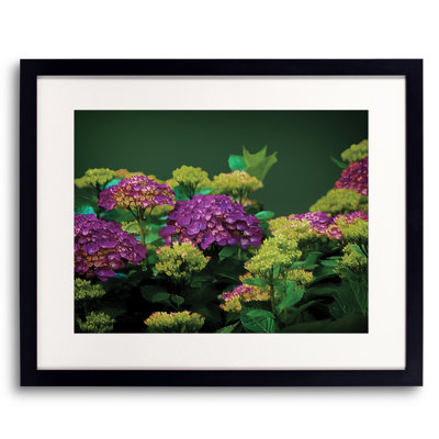 Hydrangia Print by Tom Kostes