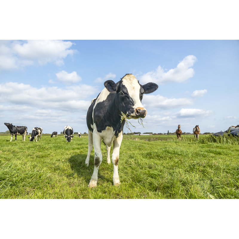 Cow by Clara Bastian - Wrapped Canvas Print, 61cm H x 91cm W