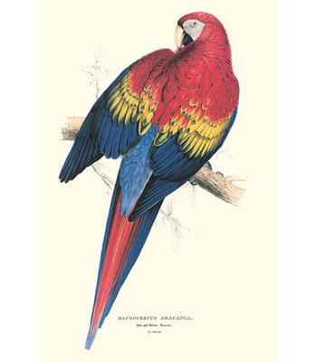 Ara, rouge et jaune ara macao par edward lear-impression d’art graphique