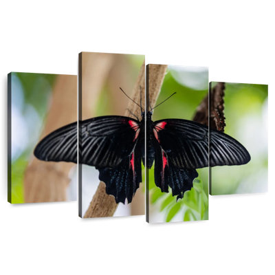Papillon machaon Brampt