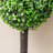 60cm Faux Boxwood Tree in Pot
