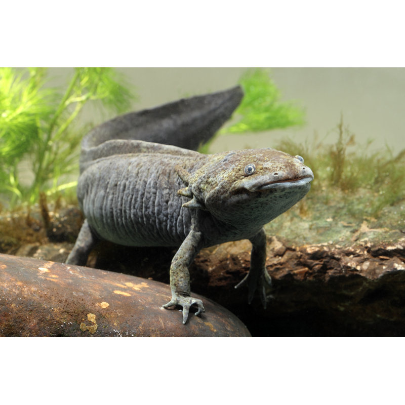 Axolotl by MikeLane45 - Wrapped Canvas Print, 30cm H x 46cm W