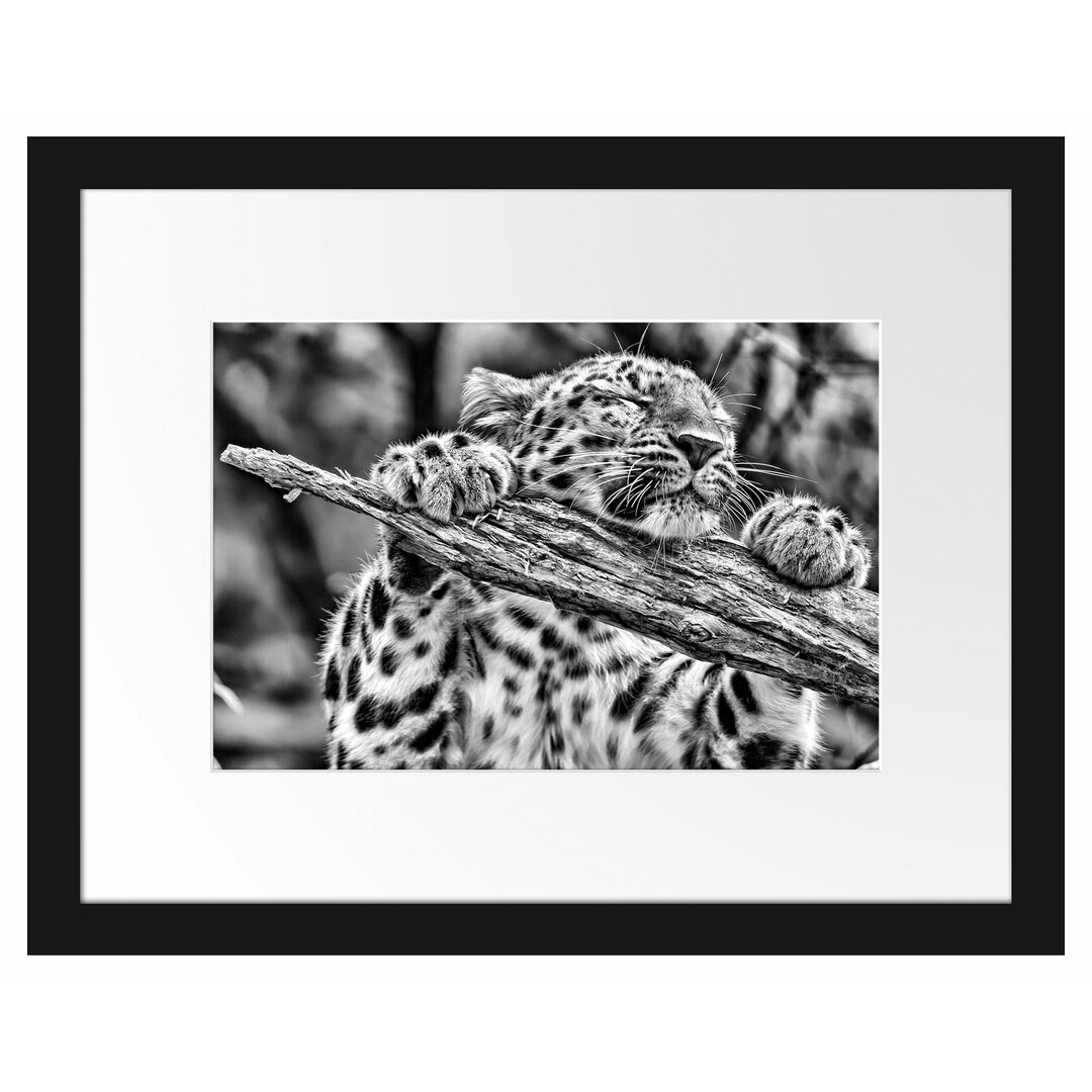 Gerahmtes Poster Verspielter Leopard