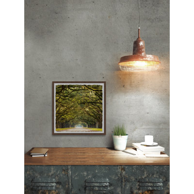 " Canopy of Live Oak Trees " Color Photography Print