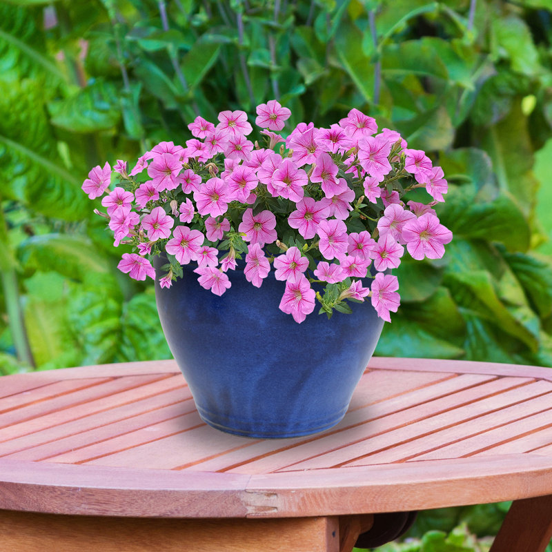 Jardinière extérieure Berlina, Bleu, H 15 po x l 18,5 po x P 18,5 po